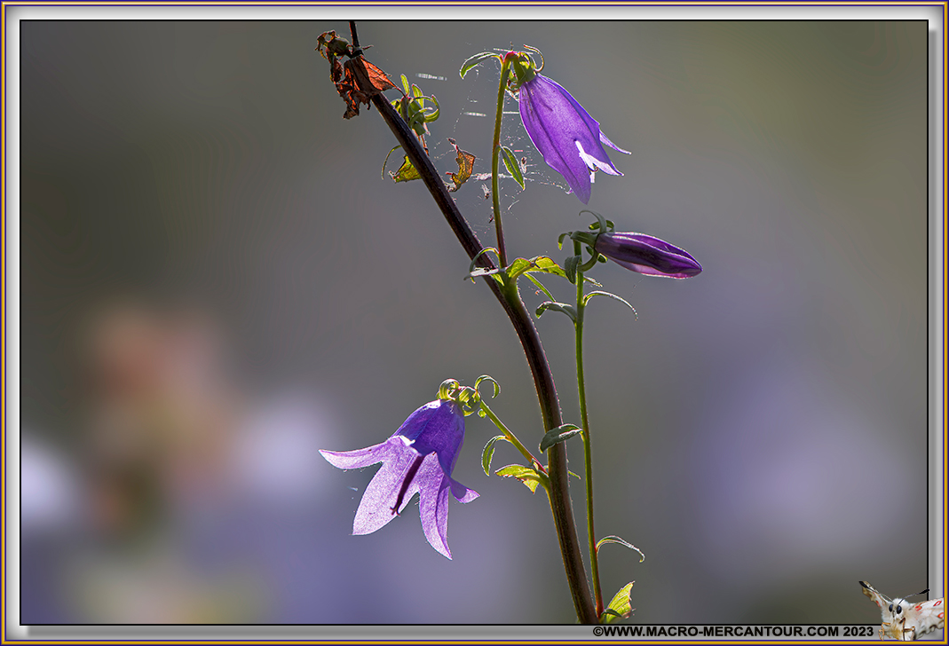 Campanules